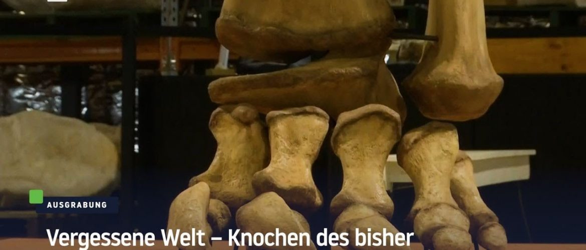 Vergessene Welt – Knochen des bisher größten Dinosauriers aufgetaucht