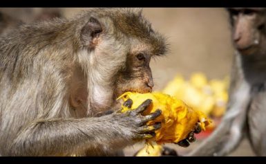 Thailand: Ein Festmahl für Makaken