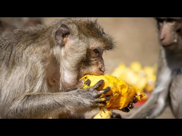 Thailand: Ein Festmahl für Makaken